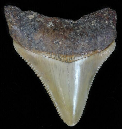 Juvenile Megalodon Tooth - Serrated #61718